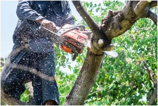 tree services Sewanee